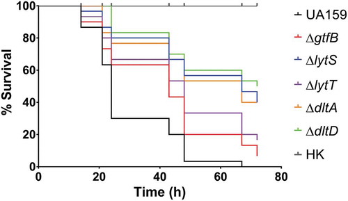 Figure 4. Survival of G. mellonella larvae after infection with S. mutans parental UA159 and deletion strains ΔgtfB, ΔlytT, ΔlytS, ΔdltA and ΔdltD. Virulence of S. mutans strains displayed by Kaplan-Meier survival curves. Estimates of differences in survival were compared using the Matel-Cox Log-rank test. All larvae survived the heat-killed (HK) control of all strains tested, therefore, the data shown for HK are representative results from one strain.