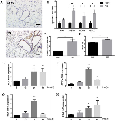 Figure 4. Cigarette smoke induced oxidative stress response in vivo and in vitro. (a) representative pictures of 8-OHdG expression in murine lung tissue by IHC (scale bar, 50 μm); (b) HO1, GSTP, NQO1 and GCLC mRNA expression in murine lung tissue; (c) relative H2O2 production in culture medium in HBE cells treated by 10% CSE for 24 h; (d) mean flurescence intensity (MFI) of intracellular ROS treated by 10% CSE for 24 h; (e–h) HO1 (e), GSTP (f), NQO1 (g) and GCLC (h) mRNA expression in HBE cells treated by 10% CSE (animal study was performed with six replicates in each group, -and cell experiments were performed in triplicates, *p < 0.05; **p < 0.01; ***p < 0.001, compared with CON or 0).