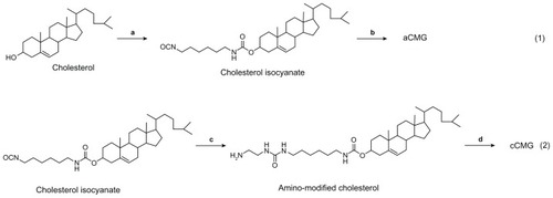 Figure 1 Synthetic scheme of (1) aCMG – (a) 1,6-hexamethylene diisocyanate, toluene, and pyridine at 80°C; and (b) rhG (targeting NH2 groups of Lys), triethylamine, and DMSO at 50°C, and (2) cCMG – (c) ethylenediamine and dichloromethane at RT; and (d) rhG (targeting COOH groups of Asp and Glu), using the EDC coupling agent, DMSO at RT.Abbreviations: aCMG, anionic cholesterol-modified gelatin; cCMG, cationic cholesterol-modified gelatin; DMSO, dimethyl sulfoxide; EDC, 1-ethyl-3-(3-dimethylaminopropyl)carbodiimide hydrochloride; rhG, recombinant human gelatin; RT, room temperature.