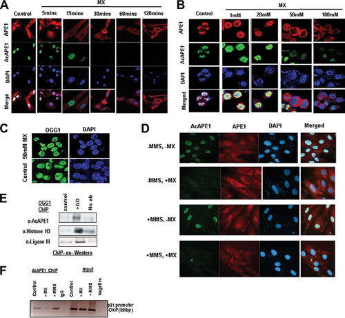 FIG 3 APE1 is acetylated after binding to AP sites in the chromatin. (A) BJ-hTERT cells were treated with MX (50 mM) for the indicated times. IF was performed using anti-APE1 and anti-AcAPE1, and counterstaining with DAPI was used. (B) HCT116 cells were treated with various doses of MX for 30 min, IF was performed using anti-APE1 and anti-AcAPE1, and counterstaining with DAPI was used. (C) HCT116 cells were treated with 50 mM MX for 30 min, IF was performed using anti-OGG1, and counterstaining with DAPI was used. (D) BJ-hTERT cells pretreated with 50 mM MX for 30 min or not pretreated were exposed to MMS (2 mM) for 1 h. IF was performed using anti-APE1 and anti-AcAPE1, and counterstaining with DAPI was used. Confocal microscopy was used to visualize the AcAPE1 levels in control cells and cells treated with MMS or MX, or both. (E) ChIP with anti-OGG1 antibody followed by Western blotting (ChIP-on-Western) was performed to examine the association of AcAPE1 and ligase III on chromatin after induction of DNA damage with GO. (F) The association of AcAPE1 with the endogenous p21 promoter in control or MMS- or MX-treated cells was examined by promoter-directed ChIP using anti-AcAPE1.