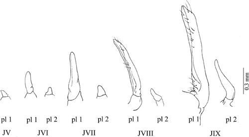 Figure 8. Armases rubripes. Development of male's pleopods. pl 1, first pleopod; pl 2, second pleopod; JV, fifth juvenile; JVI, sixth juvenile; JVII, seventh juvenile; JVIII, eighth juvenile; JIX, ninth juvenile.