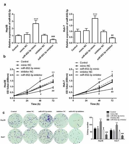 Figure 3. The level of miR-652-3p regulates cell proliferation of HCC cells. a. Expression level of miR-652-3p was detected after transfection of miR-652-3p mimics and inhibitors. (**P < 0.01). b. CCK-8 assay to detect the regulation of miR-652-3p on proliferation (*P < 0.05). c. Colony formation assay was performed to accessed the regulation of miR-652-3p on colony forming ability (***P < 0.001, compared to mimic NC; ### P < 0.001, compared to inhibitor NC)