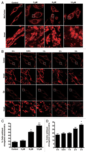 Figure 5. Cd exposure disrupts mitochondrial morphology in L02 cells. The specific fluorescence probe MitoTracker Red CMXRos (red) was used to detect alterations in mitochondrial morphology. (A and C) After the L02 cells were treated with different doses of CdCl2, representative changes in the mitochondrial morphology were detected using confocal microscopy. (B and D) Representative individual mitochondria were tracked using time-lapse microscopy upon treatment of the L02 cells with 12 μM CdCl2. The data are representative of 3 independent experiments. The results were expressed as a percentage of control, which was set at 100%. The values are the means ± SEM; *P < 0.05; **P < 0.01 vs. the control group.