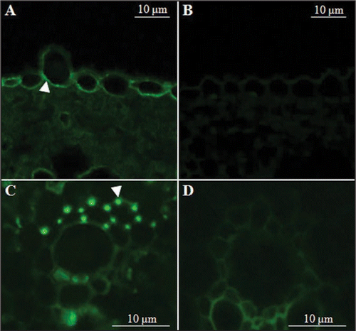 Figure 1 Subcellular localization of maize AChE in leaf and stem of transgenic rice. (A) Leaf cross-section of transgenic rice; (B) leaf cross-section of control; (C) stem cross-section of transgenic rice; (D) stem cross-section of control. Each section was probed with maize AChE antibody and then visualized with Alexa Fluor 488-conjugated secondary antibody. Control indicates rice plants transfected with p2K-1+ vector only. Arrowheads indicate localization of maize AChE.