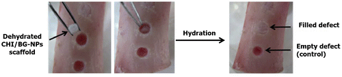 Figure 8. Representation of a possible application of CHI nanocomposite for bone regeneration. CHI/BG-NPs scaffolds were used to fill the pig femur bone defect when this was hydrated.[Citation148]