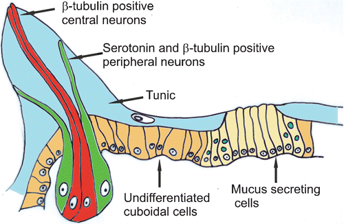 Figure 3 Schematic drawing of the anterior ectoderm reconstructed comparing histological sections and confocal laser images.