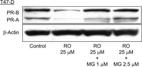 Figure 3 RO reduces PR protein expression in T47-D cells in a ubiquitination-dependent manner.