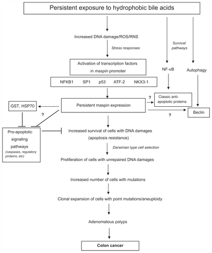 Figure 7 Molecular signaling pathways that may be activated after persistent exposure of cells to hydrophobic bile acids. Since hydrophobic bile acids can perturb cellular membranes, surface molecules can be activated that generate reactive oxygen and nitrogen species. This can cause oxidative DNA damage and the activation of genes associated with the stress response and the activation of transcription factors that turn on genes associated with cell survival. These survival genes include maspin, classic anti-apoptotic genes that are NF-κB-activated, and autophagy-related genes, such as beclin. In order for cells with DNA damages to proliferate, they must evade cell death pathways. Maspin may inhibit these pro-apoptotic pathways through interaction with proteins (eg, GST, HSP70) known to interact with maspin and to inhibit apoptosis. Future studies, designated by question marks, indicate possible interactions with apoptosis regulatory proteins, caspases (executioners of apoptosis) and proteins associated with the pro-survival NF-κB and autophagic pathways. Some of these potential maspin-target protein interactions may result in activation or inhibition of the target proteins.