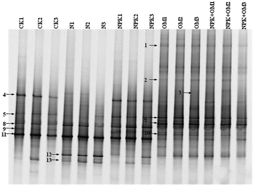 Figure 2 Denaturing gradient gel electrophoresis (DGGE) profiles of archaeal amoA genes after long-term (24-year) treatments with mineral fertilizer and/or organic manure in an acidic red soil. Bands with the same mobility in the DGGE gel were marked with the same number and excised for sequencing. CK, N, NPK, OM and OM+NPK are the control; mineral nitrogen (N) fertilizer; mineral N, phosphorus (P) and potassium (K) fertilizer; organic manure; and organic manure plus mineral NPK fertilizer treatments, respectively.