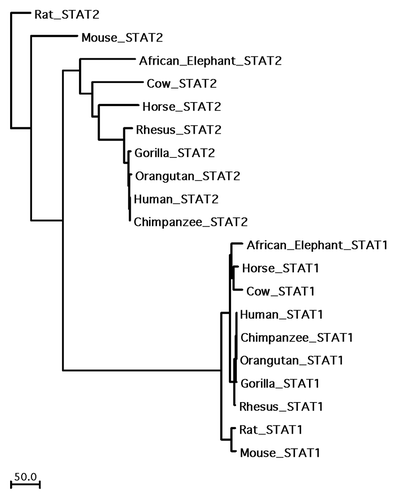 Figure 2. Phylogenetic relationship between STAT1 and STAT2 among select mammals and non-human primates. The full length sequences of STAT1 and STAT2 for each species shown were aligned with the Clustal algorithm within MacVector. Phylogenetic analysis was performed with this alignment, and the scale indicates the absolute numbers of sequence differences across the length of the dendrogram.