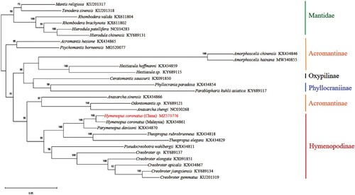 Figure 2. The phylogenetic tree of Hymenopodidae based on amino acid sequences of 13 PCGs using the maximum-likelihood method in RAxML. Six species of Mantidae were used as outgroups. The GenBank accession numbers are given following each species name.