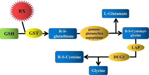 Figure 1. The catabolism pathway of toxic substances participated by glutathione. RX: poison material.