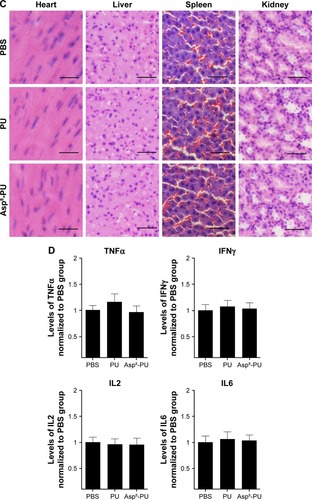 Figure 2 Safety evaluation of Asp8-PU in vivo.Notes: (A) Hemagglutination assay of mouse blood cells incubated with PU or Asp8-PU for 1 hour (bars 50 μm); (B) quantification of serum CK-MB, ALT, and BUN levels by clinical chemistry analysis (data shown as means ± SE, n=5 per group); (C) H&E images of heart, liver, spleen, and kidney collected from mouse tail vein injected with PU or Asp8-PU (bars 20 μm); (D) quantification analysis of serum TNFα, IFNγ, IL2, and IL6 by enzyme-linked immunosorbent assay.Abbreviations: PU, polyurethane; BUN, blood urea nitrogen; ALT, alanine aminotransferase; H&E, hematoxylin-eosin; CK-MB, creatine kinase isoenzyme; BUN, blood urea nitrogen.