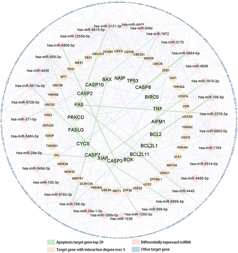 Figure 5 Essential target genes and network regulation map visualized by Cytoscape_v3.6.1 software.