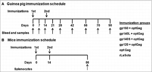 Figure 3. Immunization schedules. (A) Guinea pig immunization. Eighteen guinea pigs were divided into 6 groups (n=3 /group). Animals in each group were immunized with 2 doses of indicated recombinant virus on days 0 and 14 by i.n. route of administration and each dose consisted of 200 μl (100 μl in each nostril) of allantoic fluid. rLaSota (control group) and rLaSota/optGag (optGag group) received a dose of 106 PFU/ml of virus and rLaSota/gp160 and rLaSota/optGag (gp160+optGag group), rLaSota/gp140L and rLaSota/optGag (g140L+optGag group), or rLaSota/gp120 and rLaSota/optGag (g120+optGag group) received a mixture of 106 PFU/ml of virus. Blood, vaginal washes and fecal samples were collected on days 0, 7, 14, 21, 28, 42, 56, 70 and 90. All animals were sacrificed on day 90. (B) Mice immunization. Thirty six female BALB/c mice were divided in to 6 groups (n=6 /group). Animals in each group were immunized with 2 doses of virus on days 0 and 14 by the i.n. route of administration and each dose consisted of 50 μl (25 μl in each nostril) of allantoic fluid. rLaSota (control group) and rLaSota/optGag (optGag group) received a dose of 105 PFU/ml of virus and rLaSota/gp160 and rLaSota/optGag (gp160+optGag group), rLaSota/gp140L and rLaSota/optGag (g140L+optGag group), or rLaSota/gp120 and rLaSota/optGag (g120+optGag group) received a mixture of 105 PFU/ml of virus. All animals were sacrificed on day 56 and splenocytes were collected.