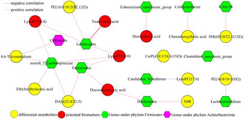 Figure 6 Correlations analysis of differential serum metabolites and genera.