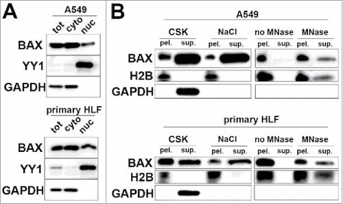 Figure 1. Nuclear form of BAX is associated with chromatin in interphasic in A549 cells and primary HLF. (A) Immunoblot after subcellular fractionation in lung derived cell types (A549 cells and primary HLF) showing BAX presence in cytoplasm (cyto) with GAPDH protein and in the nuclear fraction (nuc) with general transcription factor YY1. (B) Representative immunoblot showing the differential extraction of BAX in DSP crosslinked A549 cells and primary HLF. Immunoblot showing that BAX, Histone H2B (chromatin marker) and GAPDH (cytoplasmic marker) in the corresponding pellets (pel.) and supernatants (sup.) after sequential extraction with 1) Triton CSK buffer, 2) 0.5 M NaCl high salt buffer and finally digestion of chromatin bulks with micrococcal nuclease (MNase). The right panels (no MNase and MNase treated conditions) were exposed longer than the ones on the left (CSK and 0.5 M NaCl treated samples) Note the absence of BAX and H2B in the supernatant of the control condition with no micrococcal nuclease (no MNase).