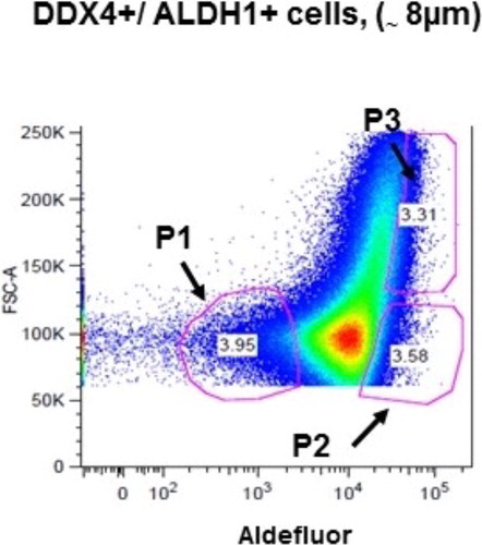 Figure 3. Flow cytometry plot illustrating selection of subpopulations of sorted ovarian cells based on cell size, presence of DEAD box polypeptide 4 (DDX4), and intensity of aldehyde dehydrogenase 1 (ALDH1). Methods as described in Clarkson et al.Citation15. Populations 1 and 2 (P1, P2) are of similar size but differ in the degree of ALDH1 intensity and expression pattern. Populations 2 and 3 (P2, P3) have similar intensities of ALDH1 and DDX4 but cells in population 3 are significantly larger. FSC, forward scatter.