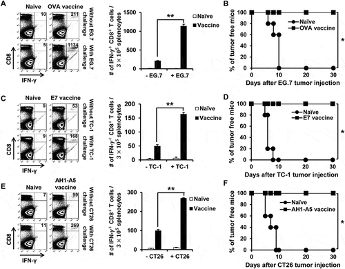 Figure 4. Long-term antigen-specific CD8 ± T cell memory and tumor protective effect produced by API5 treated DC vaccination. Mice (5 mice per group) were vaccinated with PBS or API5 treated mature DC loaded OVA (A), E7 (C) or AH1-A5 twice at one week intervals. (E). Seven weeks after second vaccination, mice were challenged with or without EG.7, TC-1 or CT26 tumor cells, respectively. One week after tumor challenge, splenocytes of mice were collected and assessed for the abundance of antigen specific CD8+ T cells by flow cytometry. The tumor free survival of EG.7 (B), TC-1 (D) or CT26 (F) tumor challenged mice cells were followed for up to 30 days after tumor challenge. Data are presented as mean ± SD (* = p < 0.05, ** = p < 0.01).