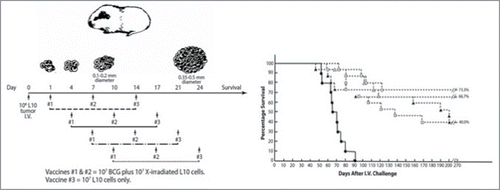 Figure 3. Experimental studies of active specific immunotherapy in the guinea pig tumor model system: Percentage survival as a function of time after challenge with 106 L10 cells i.v. Vaccinations 1 + 2 = 107 BCG + 107 L10; 3: L10 alone. (•) control; (O) 3 vaccinations, days 1, 7, 14; (Δ) 3 vaccinations, days 4, 10, 17; (ם) 3 vaccinations, days 7, 14, 21; ( ▴ ) 3 vaccinations, days 10, 17, 24.