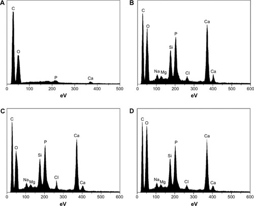 Figure 5 EDS spectra of scaffolds after being immersed in SBF for 7 days. (A: PLGA, P0, B: P2, C: P4, and D: P8).Notes: P2, P4, or P8 represents the PLGA scaffold coated by MBG precursor solution for 2, 4, or 8 times, respectively. P0 represents the unmodified PLGA scaffold.Abbreviations: EDS, energy dispersive spectrometer; MBG, mesoporous bioactive glass; PLGA, poly(lactic-co-glycolic acid).