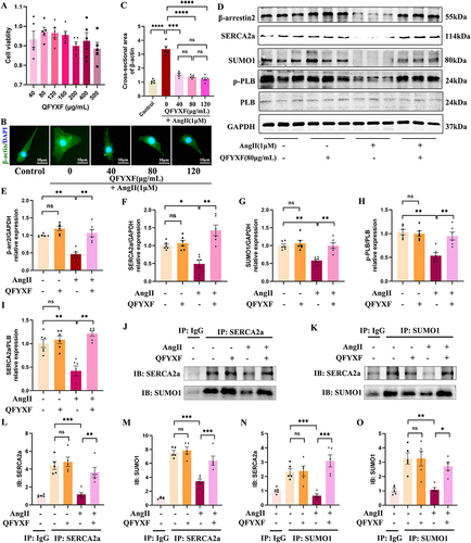 Figure 6 QFYXF promotes β-arrestin2-mediated the SUMOylation of SERCA2a in hypertrophic cardiomyocytes. (A) Cell viability (n=5); (B) Immunofluorescence images of β-actin; (C) Cross-sectional area of β-actin (n=5); (D) Images of target proteins expression; (E) β-arr2/GAPDH relative expression (n=6); (F)SERCA2a/GAPDH relative expression (n=6); (G) SUMO1/GAPDH relative expression (n=6); (H) p-PLB/PLB relative expression (n=6); (I) SERCA2a/PLB relative expression (n=6); (J and K) CO-IP of SERCA2a and SUMO1; (L) IB: SERCA2a (n=5); (M) IB: SUMO1 (n=5); (N) IB: SERCA2a (n=5); (O) IB: SERCA2a (n=5). Data are presented as Mean ± SEM. *P < 0.05, **P < 0.01, ***P < 0.001, ****P < 0.0001.