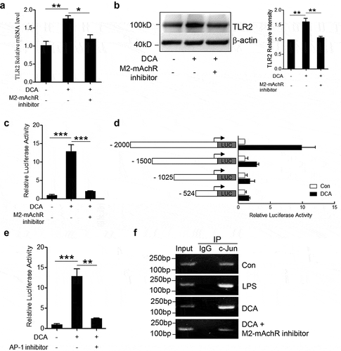 Figure 6. DCA regulates TLR2 transcription by targeting AP-1. RAW264.7 macrophages were stimulated with DCA (100 µM) in the presence or absence of methoctramine (5 µM). TLR2 level was determined by (a) real-time PCR or (b) western blot. The relative intensity of the TLR2 bands was quantitated. (c) RAW264.7 macrophages were transfected with a TLR2 promoter reporter construct, then left untreated or treated with DCA (100 μM) in the presence or absence of methoctramine (5 µM). Luciferase activities were measured and normalized by Renilla activity. (d) RAW264.7 macrophages were transfected with a series of deletion mutants of TLR2 promoter reporter plasmids, followed by DCA or vehicle treatment. Luciferase activities were measured and normalized. (e) RAW264.7 macrophages were transfected with a TLR2 promoter reporter construct, then left untreated or treated with DCA (100 μM) in the presence or absence of AP-1 inhibitor (SR 11302, 100 µM). Luciferase activities were determined. (f) RAW264.7 macrophages were stimulated with DCA (100 µM) in the presence or absence of methoctramine (5 µM), followed by ChIP assay. LPS (1 µg/ml) was used as a positive control. Anti-c-Jun antibody or isotype-matched IgG control antibody were used. PCR was applied to quantify the precipitated DNA with primers flanking the AP-1 binding region of the TLR2 promoter. *: p < .05; **: p < .01; ***: p < .001. Error bars indicate s.e.m. Representative data from 3 independent experiments are shown.