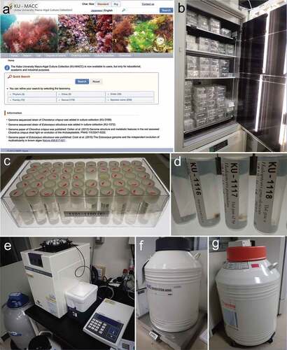 Figure 1. Kobe University Macroalgal Culture Collection (KU-MACC). (a) Top page of web site, (b) illuminated incubator for stock culture, (c) transparent box for tubes of stock culture, (d) stock culture, (e) programable-rate freezer for cryopreservation, (f) liquid nitrogen sample storage tanks for cryopreserved cultures of KU-MACC and (g) backup of NIES.