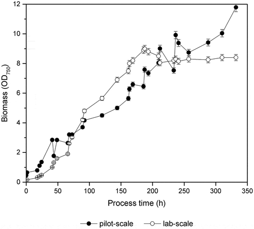 Figure 1. Represents the phototrophic growth of cyanobacterial strain MT_a24 on a self-limiting media under controlled defined conditions in one-litre photobioreactor and under non-sterile conditions of a 40-litre pilot-scale tubular photobioreactor. Data represent the mean ± SD from three measured samples of three independent runs of cultivation.