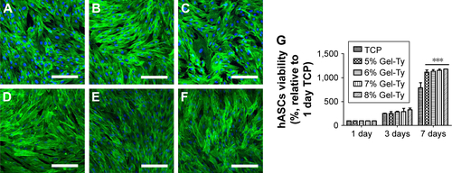 Figure S3 Viability of hASCs on the Gel-Ty hydrogel surface. The CLSM images of 5% (A, D), 7.5% (B, E), and 10% Gel-Ty hydrogel (C, F) after culture during 1 (A–C) and 3 days (D–F). F-actin of hASCs is green and the nucleus of hASCs is blue. Scale bar is 200 µm. Images collected at 200× magnification. The cell viability assay on the Gel-Ty hydrogels for 7 days using EZ-Cytox assay (G). Results are mean ± SD of triplicate experiments: ***P<0.001 represent significant differences compared with tissue culture plate group.Abbreviations: CLSM, confocal laser scanning microscopy; Gel-Ty, gelatin–tyramine; hASCs, human-derived stem cells; TCP, tissue culture plate.