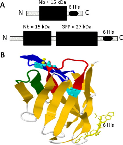 Figure 2. The predicted structures of the expressed nanobodies. (A) Schematic representation of Nb and Nb-sfGFP fusion proteins with their theoretical sizes in kDa. (B) 3D drawing of the ALNb18 nanobody as computationally predicted by Phyre2 website (http://www.sbg.bio.ic.ac.uk/phyre2.). The two expected disulphide bonds are shown in light blue colour and the three CDRs (1, 2 and 3) are colored in red, green and dark blue, respectively. 6x His tag is shown at the C-terminus of the nanobody 3D structure.