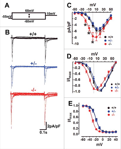 Figure 1. Exon 33+/− cardiomyocyte has similar CaV1.2 channel properties with WT cardiomyocyte. (A) The stimulus waveform was used to induce ICa of cardiomyocyte, briefly ICa was recorded under the different testing potentials, increased from −60 mV to 60 mV (10 mV increase each step) followed by 10 mV depolarizing-pulse to induce steady-state inactivation in cardiomyocytes when using the 1.8 mmol/L Ca2+ as charger carrier. (B) Exemplary current traces were recorded from WT (black), exon 33+/− (blue) or exon 33−/− (red) cardiomyocytes. (C) Current densities of CaV1.2 channels in WT (n = 11 cells, V0.5 = 2.82±2.3 mV), exon 33+/− (n = 20 cells, V0.5 = 3.18±1.7 mV) and exon 33−/− (n = 18 cells, V0.5 = −7.28±3.3 mV) cardiomyocytes (*P<0.05 vs. WT, unpaired t test). (D) Normalized current-voltage relationships of CaV1.2 channels in WT, exon 33+/− and exon 33−/− cardiomyocytes. (E) Steady-state inactivation of CaV1.2 channels in WT (n = 16 cells, V0.5,inact = −20.63±0.44 mV), exon 33+/− (n = 14 cells, V0.5,inact = −20.46±0.85 mV) and exon 33−/− (n = 12 cells, V0.5,inact = −31.94±0.64 mV) cardiomyocytes.