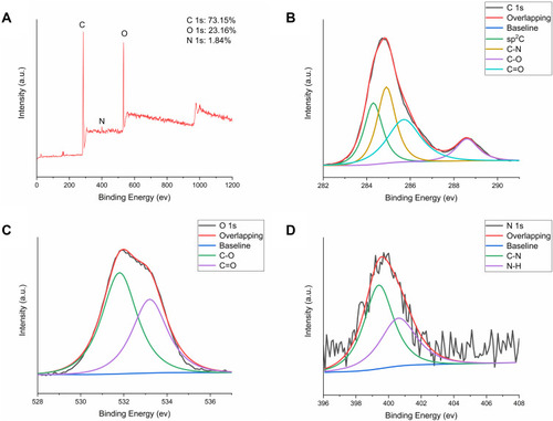 Figure 4 (A) Full-scan x-ray photoelectron spectroscopy (XPS) survey spectra of LJFC-CDs. (B) C 1s, (C) O 1s, and (D) N 1s high-resolution x-ray photoelectron spectroscopy spectra.