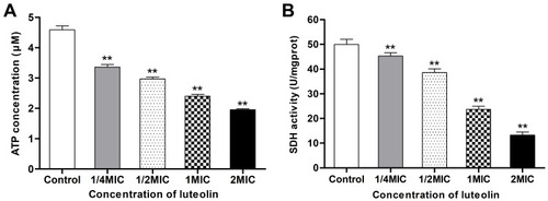 Figure 9 Effect of luteolin on energy metabolism of T. pyogenes. (A) Effect of luteolin on the ATP content in T. pyogenes. Data are presented as mean (± SD) of three replicates (compared with the control, ** P < 0.01). (B) Effect of luteolin on the SDH activity in T. pyogenes. Data are presented as mean (± SD) of three replicates (compared with the control, ** P < 0.01).