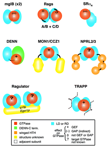 Figure 1. Complexes with longin or roadblock domains that are proposed to interact with small GTPases. Diagram of 8 complexes that contain small GTPases and longin domains (LD) or roadblock domains (RD), with associated Protein Data Bank (PDB) codes if structures have been solved:- mglB dimer: mglA (3T1Q); SRα: SRβ (2FH5); Rag C-termini: Rag N-termini (4ARZ); DENND1B: Rab35 (3TW8); MON1/CCZ1: Rab7; NPRL2/3: GTPase not known; Ragulator, which contains two dimers: MP1/p14 (1VET, 4FTX) and HBXIP/C7orf59: Rag-GTPase dimer (specific relationship not known); TRAPP-C1/C4: Rab1 (3CUE). Domains of known and predicted structure are colored as follows: LDs and RDs, light blue with dimerization interfaces in dark blue, GTPases, red; DENN C-terminus, green; helix-turn-helix, orange. Domains of unknown structure (yellow) include: MON1 C-terminus, CCZ1 C-terminus and the fifth subunit of Ragulator, p18/Ego1p. Black lines link domains in multidomain proteins. For each complex, the effect of the LD/RD on GTPase activation is indicated: + = GEF; (-) = GAP (indirectly); 0 = neither GEF nor GAP; ? = not known. For TRAPP, the LD dimer is surrounded by multiple other subunits (indicated by dashed lines), described in detail in Figure 4.