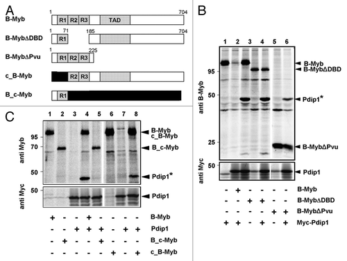 Figure 7. Mapping the binding region for Pdip1 within B-Myb. (A). Schematic illustration of B-Myb constructs. R1, R2, R3 and TAD refer to the repeats of the Myb DNA-binding domain and the transactivation domain, respectively. Small numbers refer to amino acids. c-Myb sequences are represented by black bars. (B and C). QT6 cells were transfected with expression vectors for Myc-Pdip1 and the indicated B-Myb constructs. Cells were radiolabeled with 35S-methionine and analyzed by immunoprecipitation with antibodies against B-Myb (top panels) or the Myc-tag (bottom panels), as described for Figure 5. In lanes 6 to 8 of (C), antiserum against c-Myb instead of B-Myb was used. Protein bands corresponding to Pdip1 and the B-Myb constructs are marked. Pdip1 co-precipitated via B-Myb is marked with an asterisk.