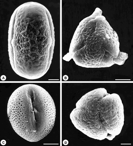Fig. 5. SEM micrographs of main pollen types from native plants collected by the honey bees in the Caldenal: (A) Vicia pampicola; (B) Condalia microphylla; (C) Larrea divaricata; (D) Discaria americana. Scale bar – 5 μm.