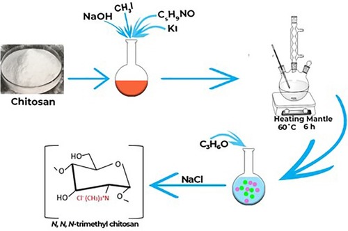 Figure 1 Schematic illustration of chitosan methylation for the synthesis of trimethyl chitosan polymer.Abbreviations: NaOH, sodium hydroxide; CH3I, Methyl iodide; C5H9NO, N-Methyl-2-pyrrolidone; KI, Potassium iodide; C3H6O, acetone; NaCl, Sodium chloride.