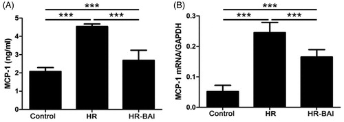 Figure 4. BAI reduces MCP-1 levels in HR-exposed HK-2 cells. (A) Determination of MCP-1 levels in culture supernatants by ELISA. (B) MCP-1 mRNA level in HK-2 cells. ***p < .001. BAI reduces the ROS level in HK-2 cells after HR.