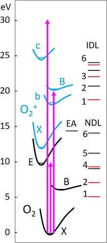 Figure 2. Schematic potential energy curves for the electronic states of O2 (black lines) and O2+ (graylines) most relevant to this study. The separated-atoms or dissociation limits are labelled in increasing energy and indicated by horizontal lines as neutral dissociation limits (NDL) for O2 and ionic dissociation limits (IDL) for O2+ (Table 1). Dissociation limits correlating with O(3P) products are indicated by gray horizontal lines. EA represents the lowest energy position for production of neutral excited atoms.
