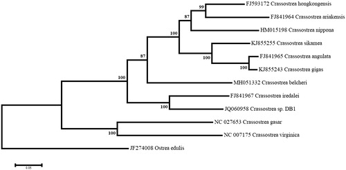 Figure 1. Maximum likelihood phylogeny using the complete mitogenomes of Crassostrea belcheri and other species of oysters, with Ostrea edulis as an outgroup. The tree with the highest log likelihood (−161490.9077) is shown. Numbers next to nodes are support values obtained after 1000 bootstrap replicates.