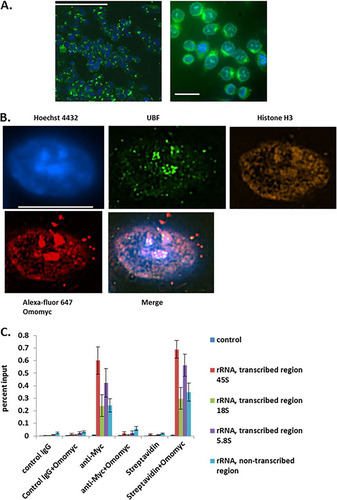 FIG 5 Omomyc is cell penetrant and localizes to the nucleolus. (A) Omomyc is cell penetrant. Fluorescein-labeled Omomyc was used to treat HCT116 cells for 24 h. Cells were fixed, stained with Hoechst 3342, and then visualized with a Molecular Dynamics ImageXpress high-content imager using 20× (left) and 60× (right) air objectives. Bars, 100 μm (left) and 10 μm (right). (B) Localization of Omomyc to the nucleolus. HCT116 cells were treated with 10 μM Alexa Fluor 647-Omomyc for 24 h, fixed, permeabilized, and stained with anti-UBF for the nucleolus, anti-histone H3 for DNA, and Hoechst 33342 for the nucleus. Cells were visualized with a Nikon SIM-E microscope at a ×100 magnification. Bar, 10 μm. (C) Omomyc binds to rDNA promoters and replaces Myc at these promoters. Cells were treated with 2.5 μM Omomyc plus ProteoJuice for 24 h and then fixed, nuclei were isolated, and chromatin was then sheared by sonication. Chromatin was then immunoprecipitated with antibodies to Myc, control IgG, and streptavidin. The chromatin was then eluted, treated with proteinase K, purified, and subjected to Q-PCR using Sybr green, using probes for transcribed rRNA regions for 45S rRNA, 18S rRNA, and 5.8S rRNA and an untranscribed rRNA region. All regions were previously shown to be bound by Myc and Mad1 (Citation19, Citation28).