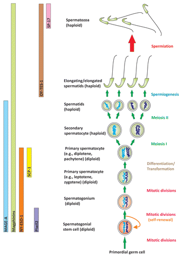 Figure 2 A schematic drawing illustrating the restricted expression of different CT antigens in germ cells during spermatogenesis. The part on the right depicts different germ cell types during spermatogenesis, and the left part illustrates the unique expression patterns of seven different CT antigens in different germ cell types, illustrating their possible involvement in different phases of spermatogenesis. These CT antigens, besides their restricted expression in the testis but not other normal human cells/tissues, they are highly expressed in cancer cells. As such, many of these antigens are the targets of immunotherapy and vaccine development for cancer treatment. Yet their functional significance in the testis remains largely unexplored.