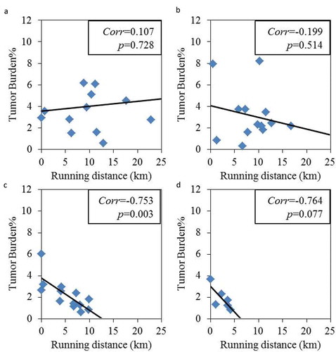 Figure 2. Three-day running distance correlated with decreased tumor burden at older ages. (a) The 4-month group showed no clear relation between distance ran and tumor burden. (b) The 12-month group showed a trend, while (c) the 20-month group and (d) the 28-month group showed a linearly decrease in tumor burden with increased distance ran. The line shows the linear fit. The correlation analysis of running distance vs. tumor burden was performed using JMP Pro version 14.