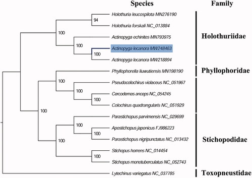 Figure 1. Phylogenetic tree of 15 species in echinoderms. The complete mitogenomes were downloaded from GenBank and the phylogenic tree based on the concatenated nucleotide sequences of 13 mitochondrial PCGs was constructed by maximum-likelihood method via PhyML online server (http://www.atgc-montpellier.fr/phyml/), using GTR substitution model with 100 bootstrap replicates. The bootstrap values are indicated at each branch nodes, echinoids (Lytechinus variegatus) were rooted to be outgroup species.