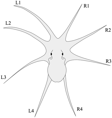 Figure 1. Labelling of octopus arms. Octopus arms are labelled from middorsal to ventral on the left and right and numbered from one to four (Wells Citation1978).