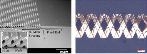 Figure 7. (a) SEM image of SU-8 meshed-core elastic layer and (b) optical image of 3D meshed-core structure.