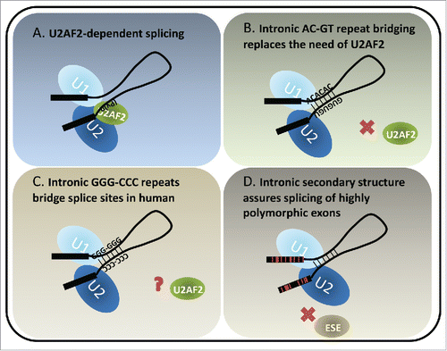 Figure 1. Models of U2AF2-dependent and structure-dependent splicing. (A) U2AF2 recognizes the polypyrimidine tract upstream of the 3ss. It dimerizes with U2AF1 (not shown) which recognizes the 3ss AG to facilitate U2 docking on the 3ss. The interactions between U1 and U2 snRNPs bring the 5ss and 3ss in close proximity, forming a pre-splicing complex (A complex) toward the first step of splicing. (B) A special class of introns identified in fish and lamprey contains complementary runs of AC's and GU's across introns. The complementarity bridges the introns so that the 5ss and 3ss are positioned for splicing. (C) Intronic bridging by complementary repeat sequences were also suggested in humans. A variety of G, C and GC-rich repeats could play structural roles in pairing splice sites across introns. (D) Highly polymorphic genes, such as human HLAs exhibit rapid and frequent sequence changes in the coding exons to accommodate the need of peptide variety. Therefore the exonic splicing elements, for example exonic splicing enhancers (ESE's), are not preserved. Introns flanking the highly polymorphic exons are GC-rich and have lower folding energy compared to introns within the same length range. We hypothesize that the secondary structures of such introns bridge the splice sites, similarly to the fish AC- and GT-repeat containing introns, which compensate for the potential loss of exon definition. Red lines in the exons indicate single nucleotide polymorphisms.