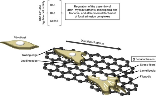 Figure 4 Mechanotransduction of fibroblasts in response to contact with graphene substrate.Notes: External cues occur in terms of intracellular regulation through a number of signaling cascades including the Rho family GPTase (Rho, Rac and Cdc42) and the activators thereof. These proteins induce the creation of stress fibers and enhanced focal adhesions and lead to the formation of filopodia and lamellipodia.