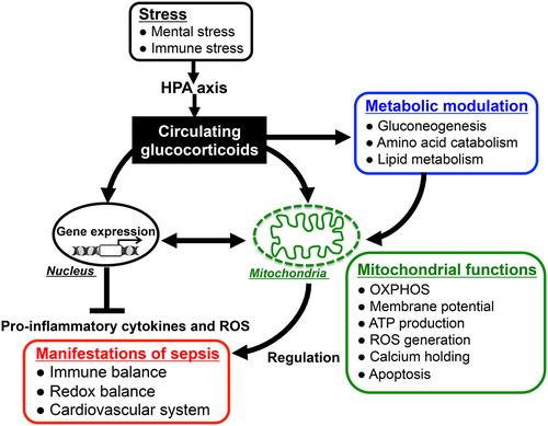 Figure 4. Glucocorticoid actions for immunomodulation via nucleus- and mitochondria-dependent signaling pathways: Glucocorticoids have pleiotropic effects on energy metabolism (gluconeogenesis, amino acid catabolism, fatty acid metabolism), mitochondrial activity, and immune responses. The alteration of mitochondrial functions such as oxidative activity, ATP production, and apoptotic signaling in response to glucocorticoids plays important roles in modulating host immune responses and redox systems. Thus, appropriately stimulated HPA-axis followed by glucocorticoid release in response to endotoxin-induced immune stress might reduce the parameters of inflammatory response and improve the mortality in sepsis through both nucleus- and mitochondria-dependent signaling pathways.